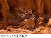 Капская земляная белка (Xerus inauris) в скалах из красного песчаника. Долина Твифелфонтейн, Намибия. (2014 год). Стоковое фото, фотограф Анна Ефимова / Фотобанк Лори