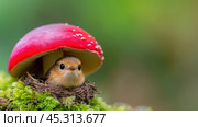 A small bird nestles under a vibrant red mushroom cap in a lush, green forest, AI. Стоковое AI-изображение, AI-художник Сергей Старуш / Фотобанк Лори