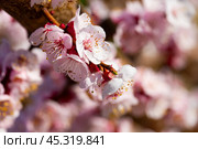Close-up blossoming of apricot trees on a meadows. Стоковое фото, фотограф Яков Филимонов / Фотобанк Лори