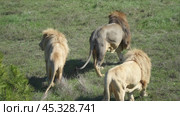Lions, Africa, Pride: Three male lions interact in the African savanna, demonstrating social dynamics within their pride. Стоковое видео, видеограф svetograph / Фотобанк Лори