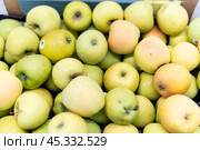 pear agriculture freshness fresh diet closeup space bunch background fruit copy food ripe crop. Стоковое фото, фотограф ilya Lyubchenko / Фотобанк Лори