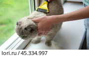 Grooming Cat Care With Quality Brush For Felines. A person is gently brushing a Scottish fold gray cat with a brush, ensuring a healthy coat. Essentials. Owner girl combing her cat at home. Pet health. Стоковое видео, видеограф Марина Демидюк / Фотобанк Лори