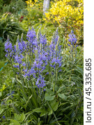 Camassia leichtlinii Caerulea flower in a garden. Стоковое фото, фотограф Ольга Сейфутдинова / Фотобанк Лори