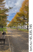 ANGARSK, IRKUTSK REGION, RUSSIA - October 10, 2024:  Vertical video of a beautiful city alley with rows of yellow larch trees, benches and a pedestrian path during autumn leaf fall. Редакционное видео, видеограф Виктория Катьянова / Фотобанк Лори