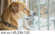 Curious dog looking out window on snowy day. Стоковое AI-видео, аниматор Юрий Поздников / Фотобанк Лори