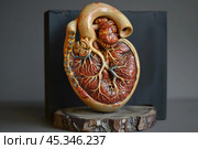 Anatomical model of human kidney showing blood vessels and adrenal gland. Стоковое AI-изображение, AI-художник Иван Рябоконь / Фотобанк Лори