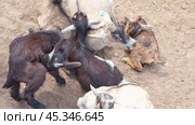 Domestic goat mother with many kids. Goat mom and its children. Adult goat is on a corral, paddock, enclosure. Rustic vintage wooden background. Farm life moments. Benefits of Goat Milk. Стоковое видео, видеограф Марина Демидюк / Фотобанк Лори