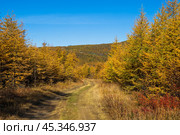 Dirt road among in the autumn forest. Yellow autumn larches. Travel in nature. Magadan region, Siberia, Russia. Стоковое фото, фотограф Андрей Степанов / Фотобанк Лори