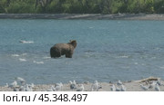 Brown bear hunts for salmon. Стоковое видео, видеограф Михаил Коханчиков / Фотобанк Лори
