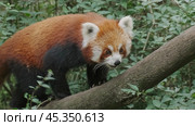 Red panda, cute animal. Стоковое фото, фотограф Михаил Коханчиков / Фотобанк Лори