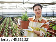 Asian female owner of glasshouse growing rosemary in pots. Стоковое фото, фотограф Яков Филимонов / Фотобанк Лори