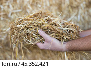 Close-up of straw for fodder for cows in the hands of farmer in warehouse. Стоковое фото, фотограф Яков Филимонов / Фотобанк Лори