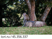 Macaca fascicularis (Макак крабоед) (2024 год). Стоковое фото, фотограф Пётр Иовлев / Фотобанк Лори