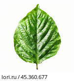 Single green leaf showing veins isolated on white background. Стоковое AI-изображение, AI-художник Иван Рябоконь / Фотобанк Лори