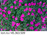impatiens walleriana, also known as busy Lizzie. Стоковое фото, фотограф Татьяна Терехина / Фотобанк Лори