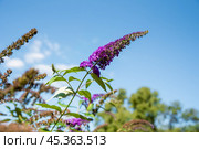 Buddleja davidii nano blue also called summer lilac, butterfly-bush. Стоковое фото, фотограф Татьяна Терехина / Фотобанк Лори