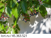 Parthenocissus quinquefolia known as Virginia creeper, Victoria creeper, five-leaved ivy, or five-finger growing in russian far east. Стоковое фото, фотограф Татьяна Терехина / Фотобанк Лори
