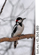Большой пестрый дятел (Dendrocopos major) Стоковое фото, фотограф Платон Балько / Фотобанк Лори