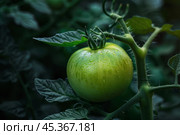 Green tomato growing on the vine in a garden. Стоковое AI-изображение, AI-художник Иван Рябоконь / Фотобанк Лори