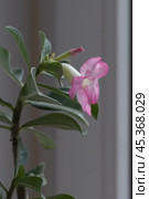 Adenium obesum flower, close up shot. Стоковое фото, фотограф Александр Курлович / Фотобанк Лори