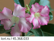 Adenium obesum flower, close up shot. Стоковое фото, фотограф Александр Курлович / Фотобанк Лори