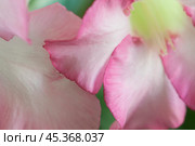 Adenium obesum flower, close up shot. Стоковое фото, фотограф Александр Курлович / Фотобанк Лори