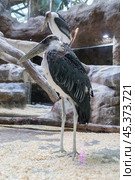 Portrait of a marabou stork in close-up at the zoo. Vertical photo. Стоковое фото, фотограф Регина Ерофеева / Фотобанк Лори