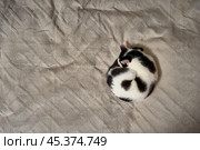Спящий кот свернулся калачиком на светло-розовом одеяле. Вид сверху. Стоковое фото, фотограф Сергей Тукач / Фотобанк Лори