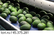 Plastic box with selected ripe Hass avocados near sorting conveyor at agricultural products packaging factory. Стоковое видео, видеограф Яков Филимонов / Фотобанк Лори
