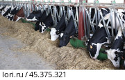 Cows pick up fresh hay with their lips, chew straw. Стоковое видео, видеограф Яков Филимонов / Фотобанк Лори