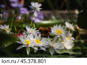 Nymphaea gigantea. Стоковое фото, фотограф Юлия Бабкина / Фотобанк Лори
