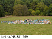 Panoramic view of an apiary with many hives in a mountain meadow. Two beekeepers are working in the distance. Copy space. Стоковое фото, фотограф Роман Дзюбало / Фотобанк Лори
