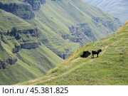 Пасущийся бычок в каньоне Цолотль в селе Хунзах, Дагестан. Стоковое фото, фотограф Ольга Осокина / Фотобанк Лори