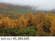 Beautiful autumn landscape. View of the autumn larch forest in the mountains. Larch trees with yellow crowns and thickets of evergreen dwarf pine on the mountain slope. Low cloud cover. Foggy weather. Стоковое фото, фотограф Андрей Степанов / Фотобанк Лори