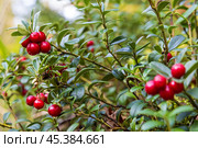 Брусника (Vaccinium vitis-idaea). Спелые ягоды брусники на кусте. Дикие ягоды, произрастающие в природе. Красные ягоды и зелёные листья крупным планом. Осенний сезон, сентябрь. Малая глубина резкости и размытый фон. Стоковое фото, фотограф Андрей Степанов / Фотобанк Лори