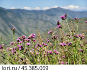 View on Altai valley from mountain pass Chike-Taman. Cirsium bushes are on foreground. Стоковое фото, фотограф Сергей Пристяжнюк (Serg Zastavkin) / Фотобанк Лори