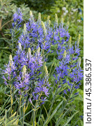 Camassia leichtlinii Caerulea flower in a garden. Стоковое фото, фотограф Ольга Сейфутдинова / Фотобанк Лори