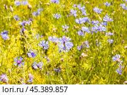Summer landscape with bright blooming cornflowers in a field. Стоковое фото, фотограф Татьяна Яцевич / Фотобанк Лори
