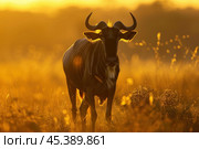 Wildebeest standing in the savannah at sunset, botswana. Стоковое AI-изображение, AI-художник Иван Рябоконь / Фотобанк Лори