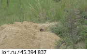 Сурок байбак или степной сурок Marmota bobak. Стоковое видео, видеограф Александр Мамонтов / Фотобанк Лори