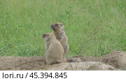 Сурок байбак или степной сурок Marmota bobak. Стоковое видео, видеограф Александр Мамонтов / Фотобанк Лори