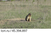 Сурок байбак или степной сурок Marmota bobak. Стоковое видео, видеограф Александр Мамонтов / Фотобанк Лори