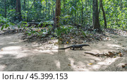 A large wild monitor lizard walks along a dirt track in a rainforest. Side view. The head, paws, and long tail are visible. Jungle thickets in the distance. Philippines. Palawan. Стоковое фото, фотограф Вера Ивановна Кубарева / Фотобанк Лори