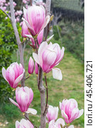Цветущая магнолия весной. Magnolia Sulanjana flowers with petals in the spring season. Стоковое фото, фотограф Татьяна Д / Фотобанк Лори