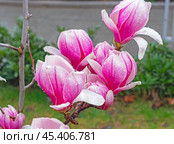 Цветущая магнолия весной. Magnolia Sulanjana flowers with petals in the spring season. Стоковое фото, фотограф Татьяна Д / Фотобанк Лори
