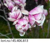 Цветущая магнолия весной. Magnolia Sulanjana flowers with petals in the spring season. Стоковое фото, фотограф Татьяна Д / Фотобанк Лори