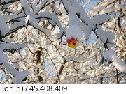 Яблоко на заснеженном дереве. Стоковое фото, фотограф Елена Арсентьева / Фотобанк Лори