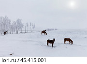 Horses grazing on a snowy meadow near frosty trees on a frost foggy winter morning. Beautiful seasonal landscape, natural white cold background. Стоковое фото, фотограф Виктория Катьянова / Фотобанк Лори