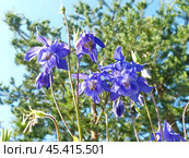 Аквилегия, или Водосбор, или Орлики (лат. Aquilegia) — род травянистых многолетних растений семейства Лютиковые (Ranunculaceae). Стоковое фото, фотограф Сергей Елизарьев / Фотобанк Лори