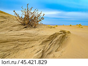 Капчагайская пустыня. Верблюжья колючка. Республика Казахстан. Стоковое фото, фотограф Александр Тараканов / Фотобанк Лори